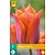 Jub Holland Tulp - Tulipa Request - 7 Bollen