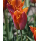 Jub Holland Tulp Request - Brons / Oranje Kleurige Tulp - Kwaliteit Bloembollen