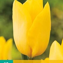 Tulpe - Tulipa Strong Gold - 7 Blumenzwiebeln