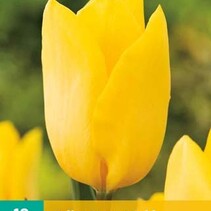 Tulp - Tulipa Strong Gold - 10 Bollen