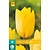 Jub Holland Tulp - Tulipa Strong Gold - 7 Bollen