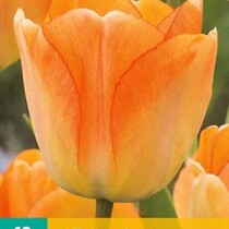 Tulpe - Tulipa Daydream - 10 Blumenzwiebeln