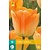 Jub Holland Tulpe - Tulipa Daydream - 7 Blumenzwiebeln
