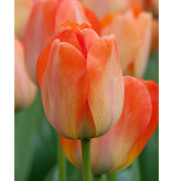Jub Holland Tulp Daydream - Een Unieke Elegante Oranje Tulp - Kwaliteit Bloembollen