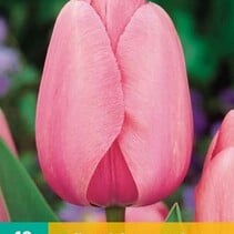 Tulp - Tulipa Pink Impression - 7 Bollen