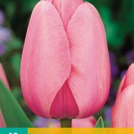 Jub Holland Tulip Pink Impression - Dainty Classic Soft Pink Tulips