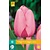 Jub Holland Tulip - Tulipa Pink Impression - 7 Bulbs