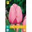 Jub Holland Tulip Pink Impression - Dainty Classic Soft Pink Tulips
