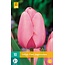Jub Holland Tulp Pink Impression - Sierlijke Klassieke Zacht Roze Tulpen
