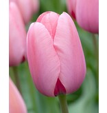 Jub Holland Tulip Pink Impression - Dainty Classic Soft Pink Tulips