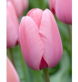 Jub Holland Tulp Pink Impression - Sierlijke Klassieke Zacht Roze Tulpen