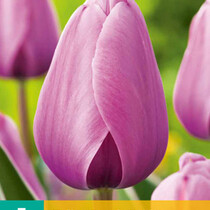 Tulpe - Tulipa Purple Pride - 7 Blumenzwiebeln