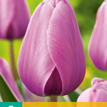 Tulip - Tulipa Purple Pride - 7 Bulbs