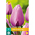 Jub Holland Tulip - Tulipa Purple Pride - 7 Bulbs