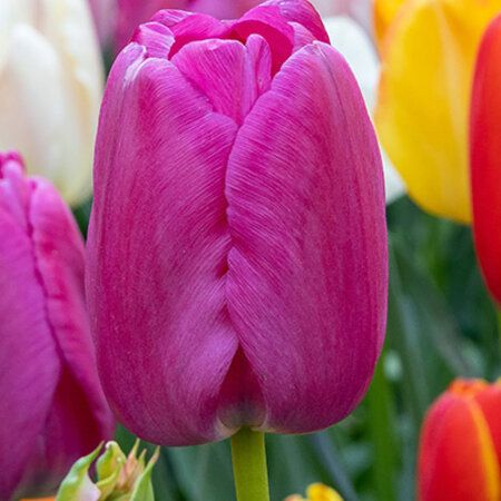 Jub Holland Tulip Purple Pride - Special Purple Darwin Hybrid Tulip - Large Flowers