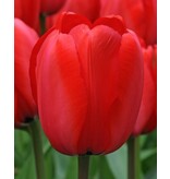 Jub Holland Tulp Red Impression -Schitterende Grote Rode Bloemen - 55 cm. Hoge Tulpen