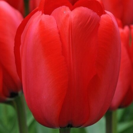 Jub Holland Tulp Red Impression -Schitterende Grote Rode Bloemen - 55 cm. Hoge Tulpen