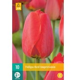 Jub Holland Tulip Red Impression -Beautiful Large Red Flowers - 55 cm. Tall Tulips