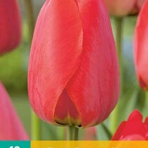 Tulip - Tulipa Red Impression - 7 Bulbs