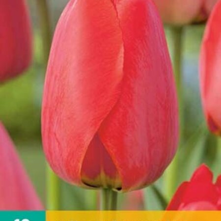 Jub Holland Tulpe Red Impression -Schöne große rote Blumen - 55 cm. Große Tulpen