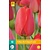 Jub Holland Tulp - Tulipa Red Impression - 7 Bollen