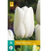 Jub Holland Tulp Clearwater - Enkel Late witte tulpen - Kwaliteit Bloembollen