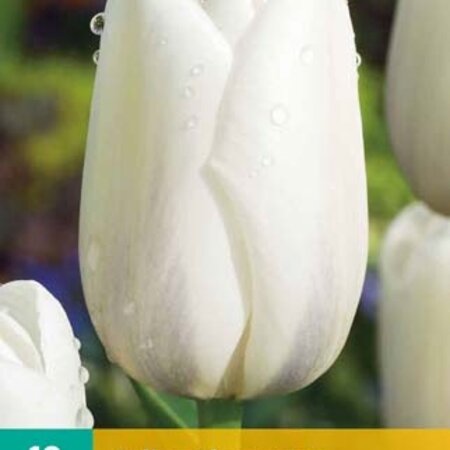 Jub Holland Tulp Clearwater - Enkel Late witte tulpen - Kwaliteit Bloembollen