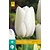 Jub Holland Tulpe - Tulipa Clearwater - 7 Blumenzwiebeln