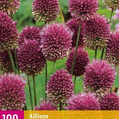 Jub Holland Allium Sphaerocephalon worden ook wel trommelstokken genoemd.