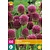 Jub Holland Allium Sphaerocephalon - 100 Bulbs