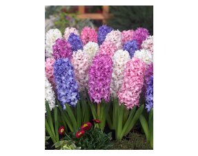 Hyacinths