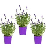 Garden Select Lavendel (Lavandula) 3 Planten - Zeer Populaire Groenblijvende En Geurende Planten.
