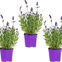 Lavendel (Lavandula)  3 Planten