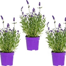 Lavendel (Lavandula)  3 Pflanzen