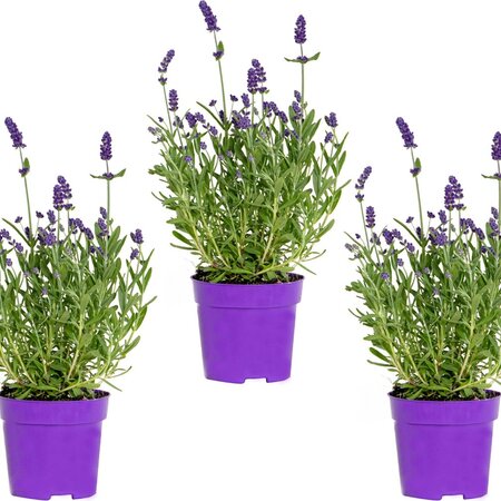 Garden Select Lavendel (Lavandula) 3 Planten - Zeer Populaire Groenblijvende En Geurende Planten.