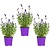 Garden Select Lavendel (Lavandula)  3 Pflanzen