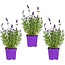 Garden Select Lavendel (Lavandula) 3 Planten - Zeer Populaire Groenblijvende En Geurende Planten.