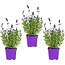 Garden Select Lavender (Lavandula) 3 Plants - Very Popular Evergreen And Fragrant Plants.