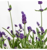 Garden Select Lavendel (Lavandula) 3 Planten - Zeer Populaire Groenblijvende En Geurende Planten.