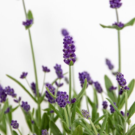 Garden Select Lavender (Lavandula) 3 Plants - Very Popular Evergreen And Fragrant Plants.