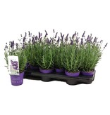 Garden Select Lavender (Lavandula) 3 Plants - Very Popular Evergreen And Fragrant Plants.