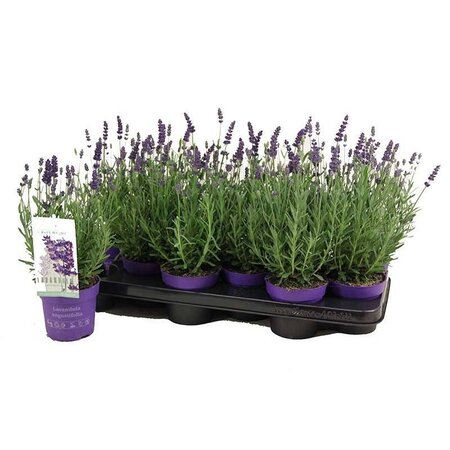 Garden Select Lavendel (Lavandula) 3 Planten - Zeer Populaire Groenblijvende En Geurende Planten.