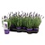 Garden Select Lavendel (Lavandula)  3 Pflanzen