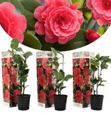 Camellia plants red - 3 Pieces - An Evergreen Ornamental Shrub With Glossy Leaves