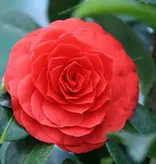 Camellia planten rood - 3 Stuks - Een Bladhoudende Sierheester Met Glanzend Blad