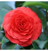 Camellia planten rood - 3 Stuks - Een Bladhoudende Sierheester Met Glanzend Blad