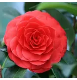 Camellia plants red - 3 Pieces - An Evergreen Ornamental Shrub With Glossy Leaves