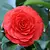 Camellia Rood - 3 Planten