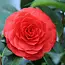 Camellia plants red - 3 Pieces - An Evergreen Ornamental Shrub With Glossy Leaves