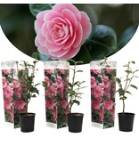 Garden Select Camellia planten roze - 3 Stuks - Een Bladhoudende Sierheester Met Glanzend Blad